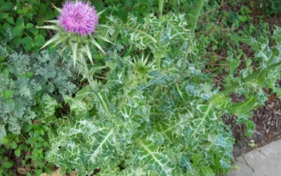 Silybum Marianum – Milk Thistle
