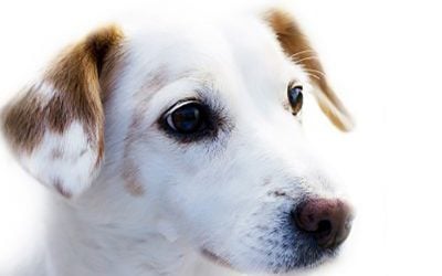 Enhancing a Kibble Diet