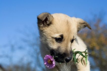 botanicaldog