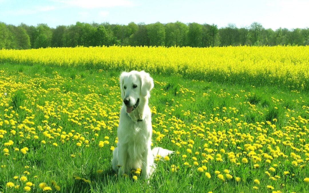 dog-dandelion-field-summer-scenes-wallpapers-2560×1920