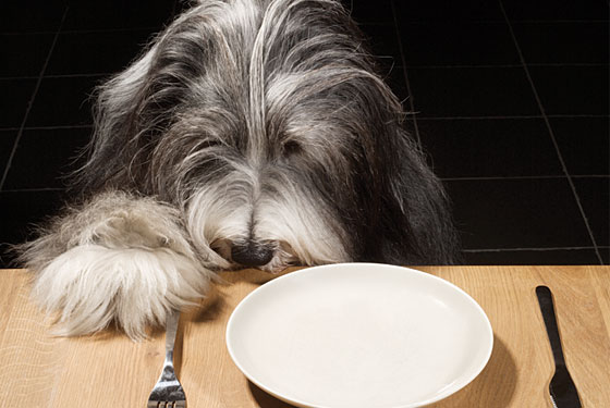 Home Cooked Recipe Books for Dogs – Let the Buyer Beware