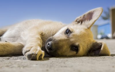 Vegetables for dogs – to feed, or not to feed?