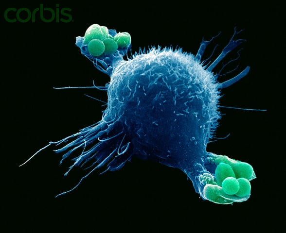 Macrophage engulfing bacteria as part of the immune system’s response to infection