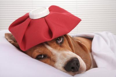 Dog-Flu-Prevention-And-Natural-Treatment-dogs-dog-pets-pet
