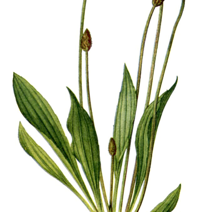 plantain-herb-narrowleaf