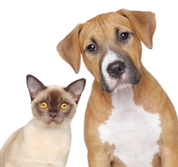 Cat and Dog portrait on a white background