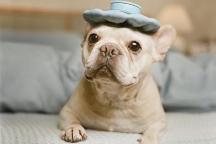 dog fever resized
