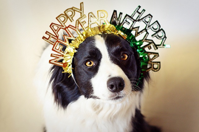 holiday-new-years-dog