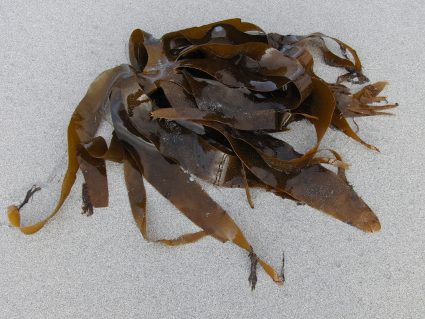 kelp 706294 1920