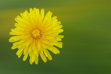 dandelion 2065913 1920