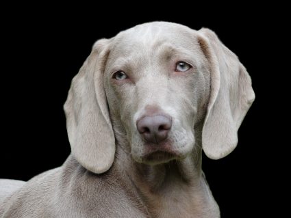 dog 1742295 1920