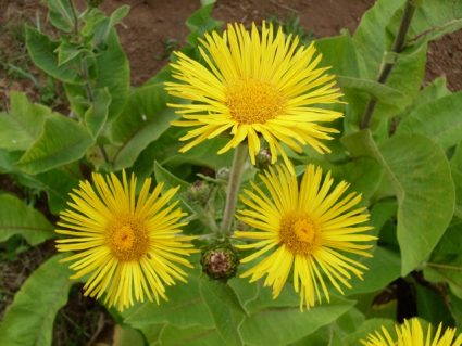 elecampane11