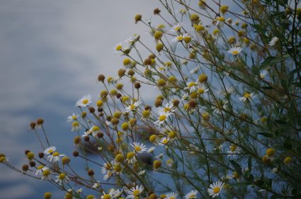chamomile 2513151 1280