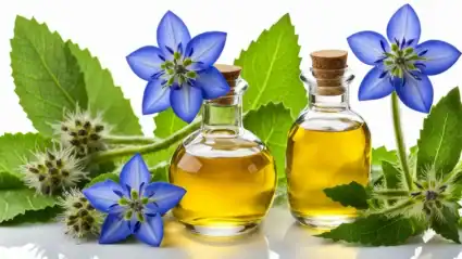 Borage oil - a nourishing oil made from the seeds of the borage plant, known for its high gamma-linolenic acid content.