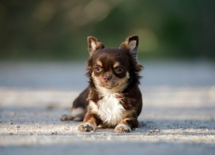 anemia iron deficiency dogs