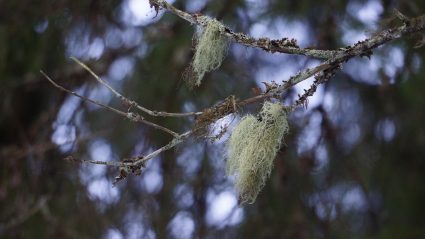 Image of lichen