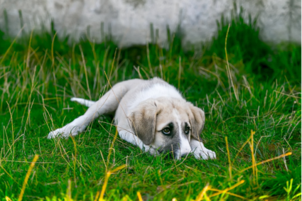 puppy on grass