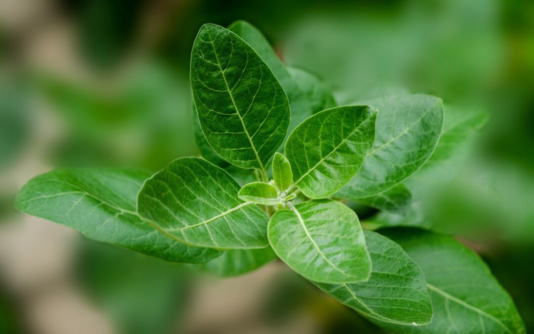 Ashwagandha for your Dog