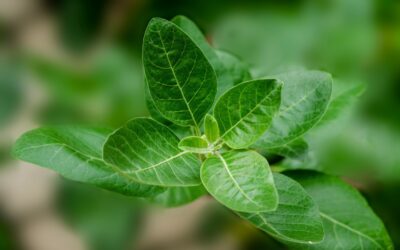 Ashwagandha for your Dog