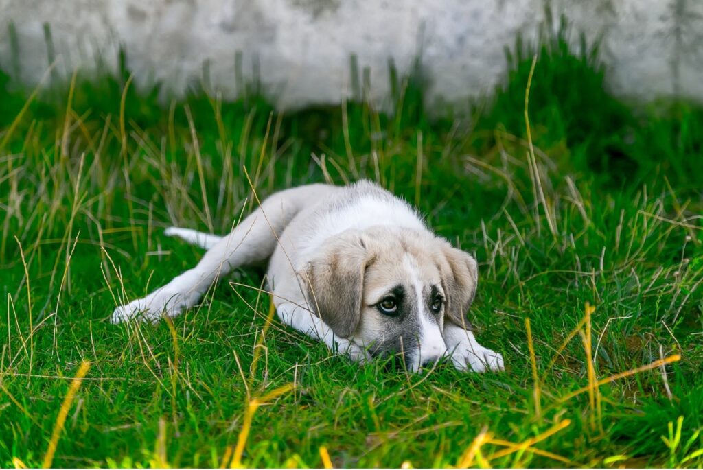 Low key dog lying on grass