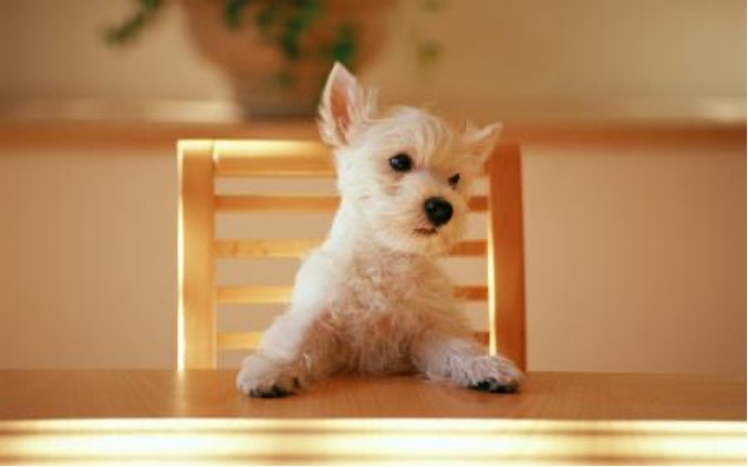 A dog sitting at a kitchen table