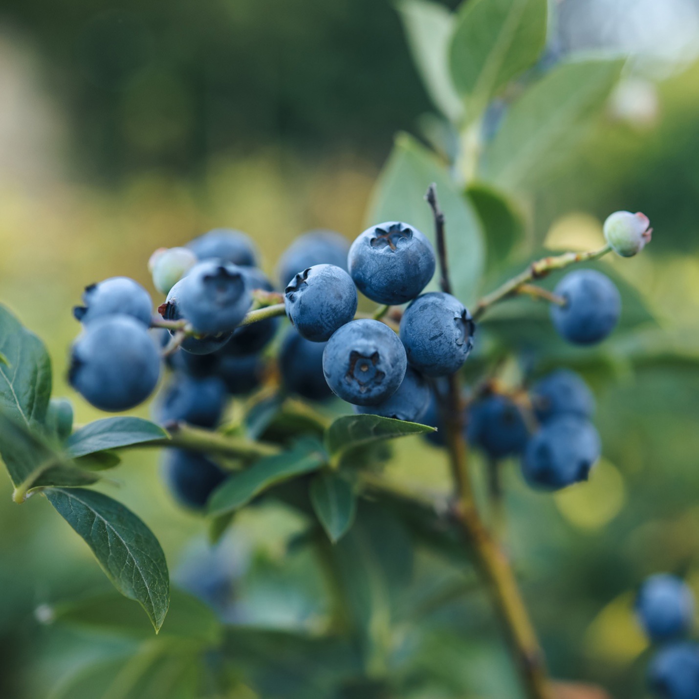 Bilberry cluster ob bush