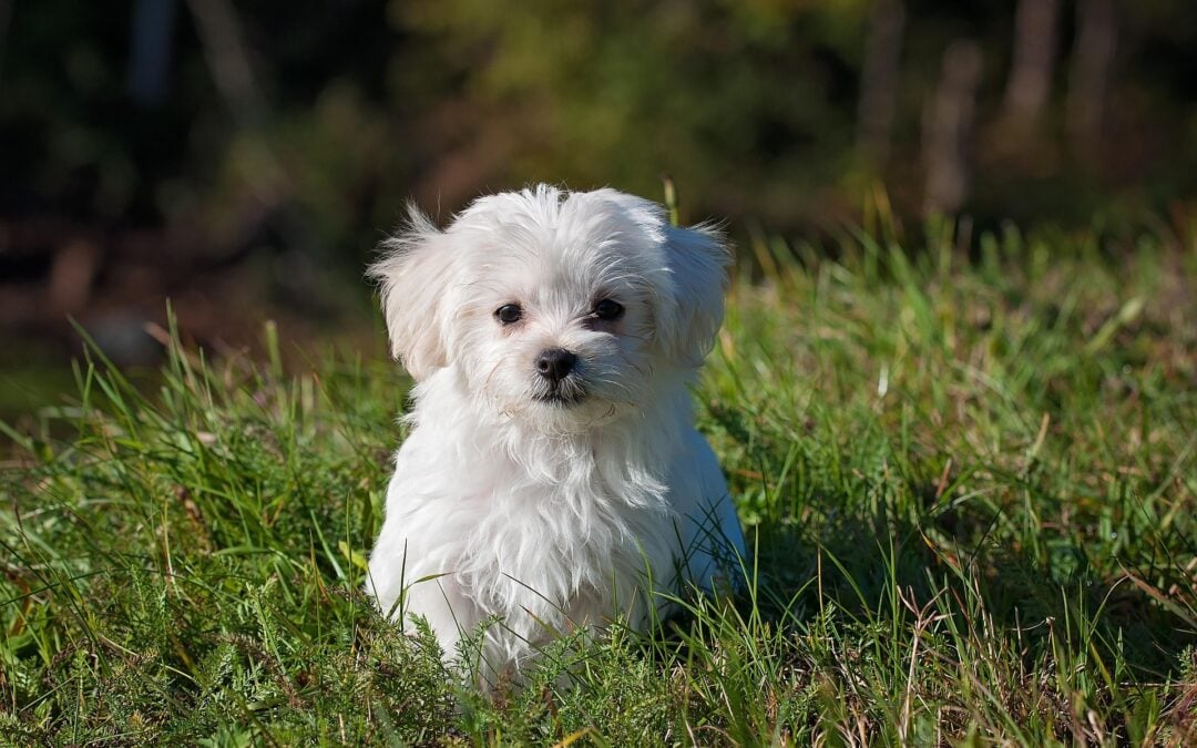 Elimination Diet for Dogs
