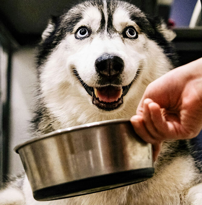 What to Look for In a Recipe for Your Dog
