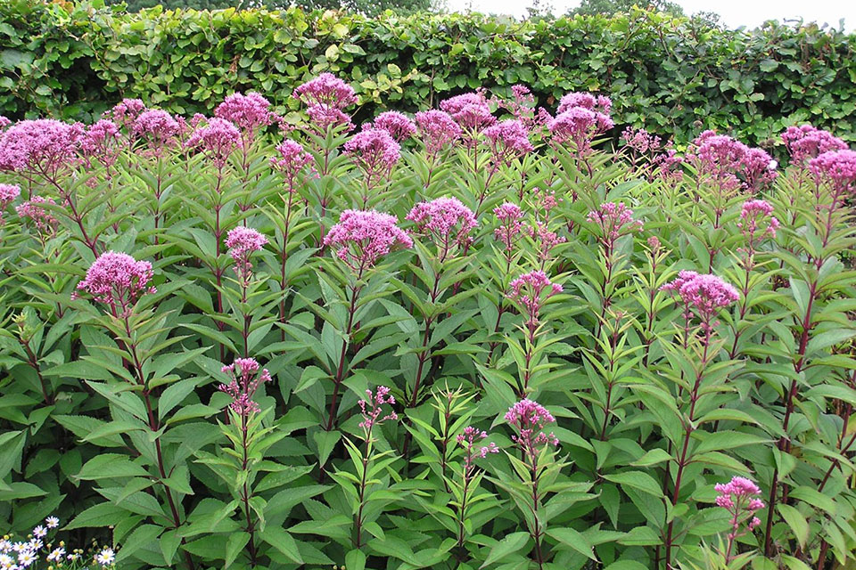 Eupatorium purpureum 960x640 1