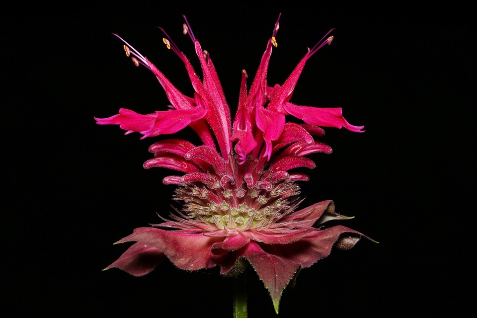 flower 815480 960 720 1