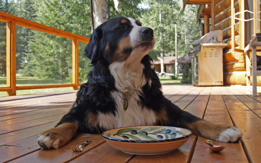 Vitamin C and Your Dog