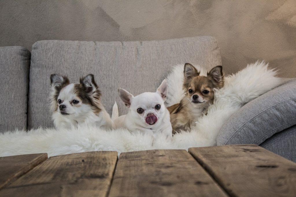 dogs on sheepskin
