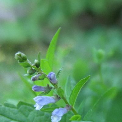 skullcap e1670006319594 expanded