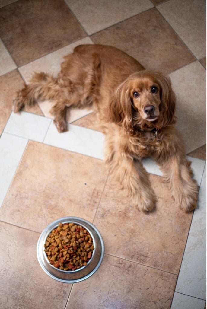 Setter dog lying by his or her food bowl.