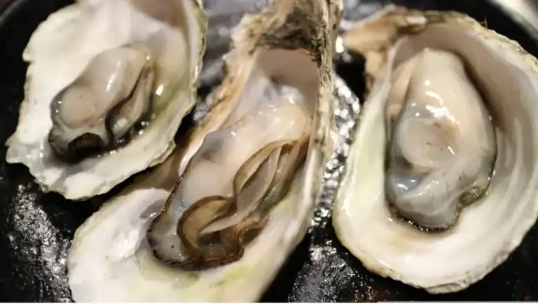 Oysters in the shell