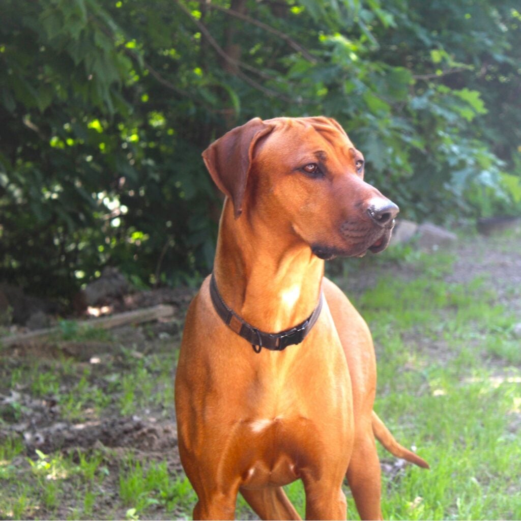 Australian Ridgeback