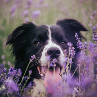 Dog in field of herbs