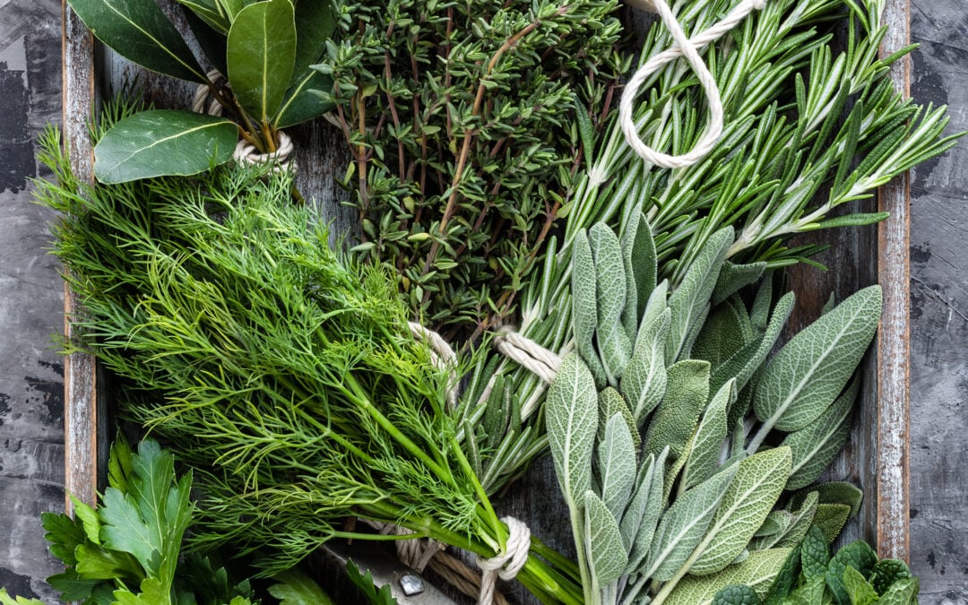 Introducing A Great New Way to Learn – A Herbal Learning Group for Dogs & Cats